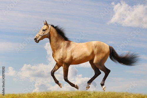 horse gallop