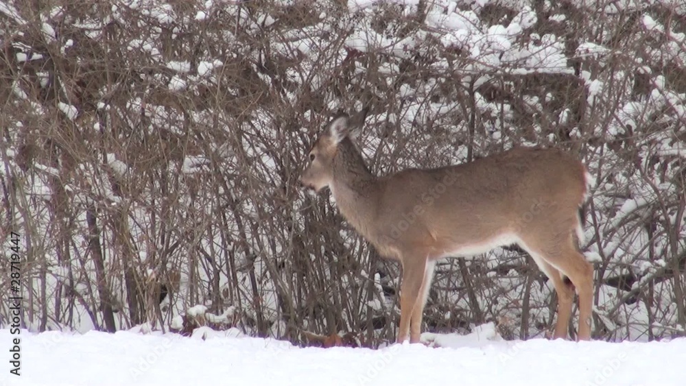 White-tailed deer in the snow White-tailed deer in the snow