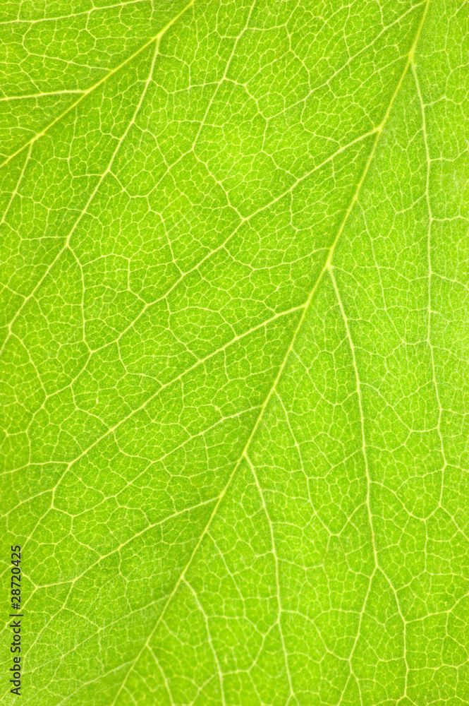Natural Green Leaf Macro Background Texture Natural Green Leaf Macro Background Texture