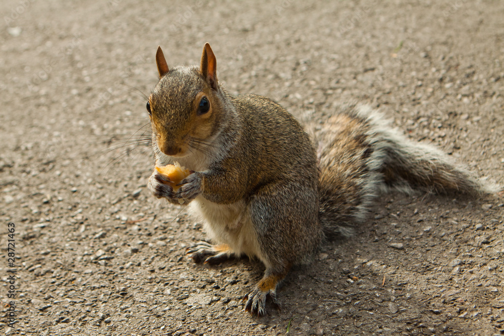 squirrel squirrel