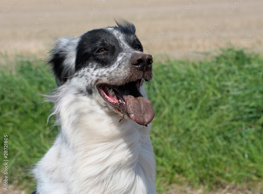 Glücklicher Hund mit dreckiger Schnauze