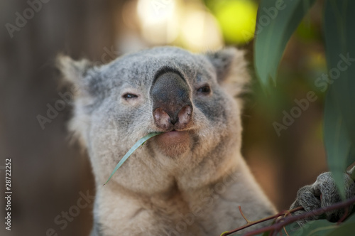 Canvas Print Koala Bear