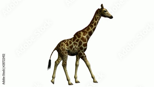 Giraffe Running