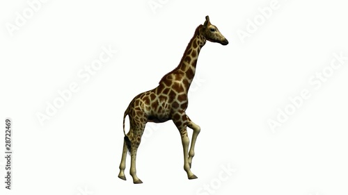 Giraffe Running