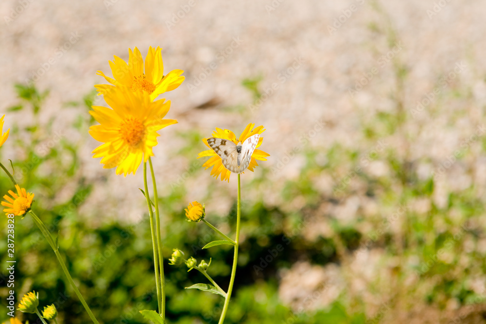 Yellow Flowers and Checkered White Butterfly in New Mexico Yellow Flowers and Checkered White Butterfly in New Mexico