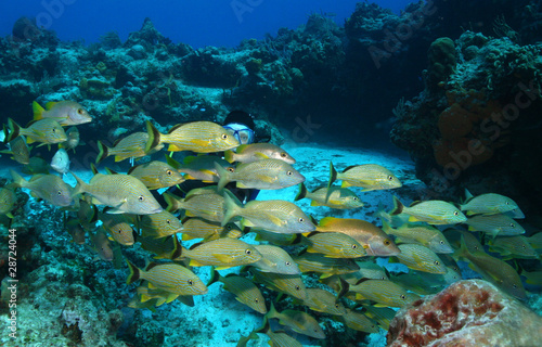 Scuba Diver and School of Fish - Cozumel Mexico