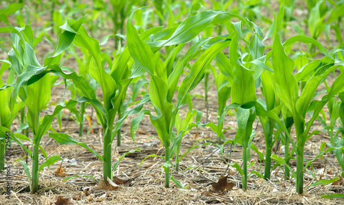 Corn the future fuel E85 close-up