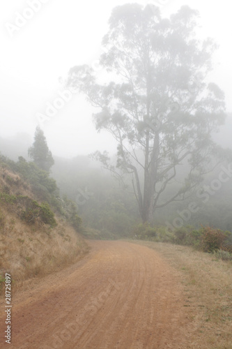 Photography Fog in Marin