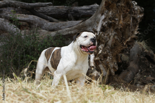 bouledogue am  ricain    l arr  t