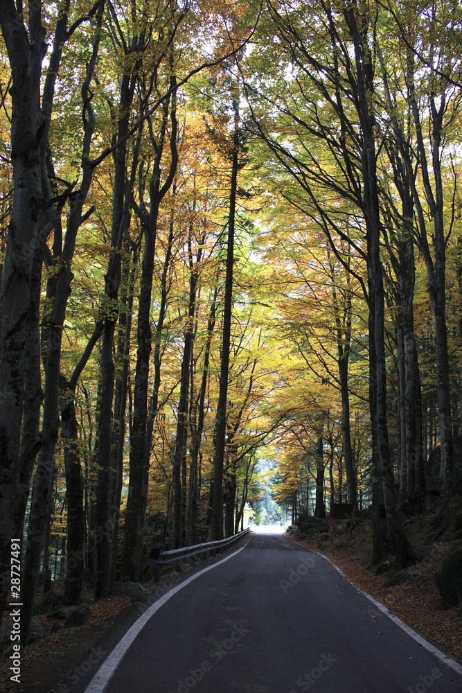 Obraz premium Asphalt road winding through the forest in autumn time