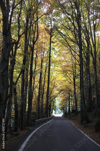 Asphalt road winding through the forest in autumn time