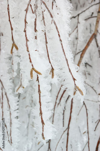 Frozen birch branches winter background