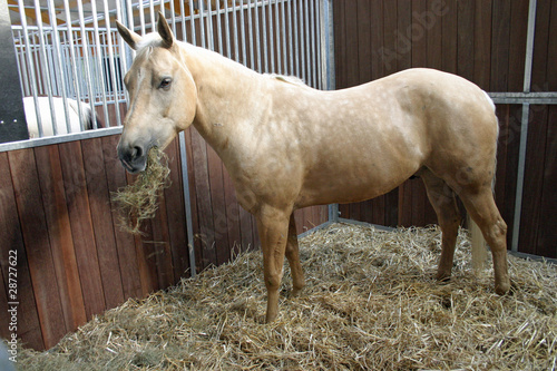 Fressendes Pferd in einer Pferdebox