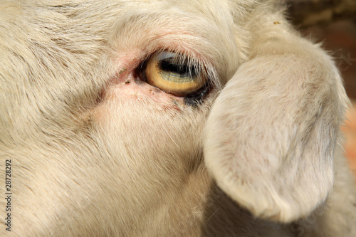 goat's eyes