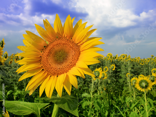 Sunflowers field