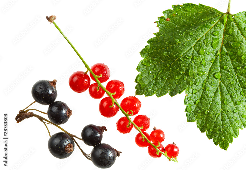 Red and black currant isolated on white Red and black currant isolated on white