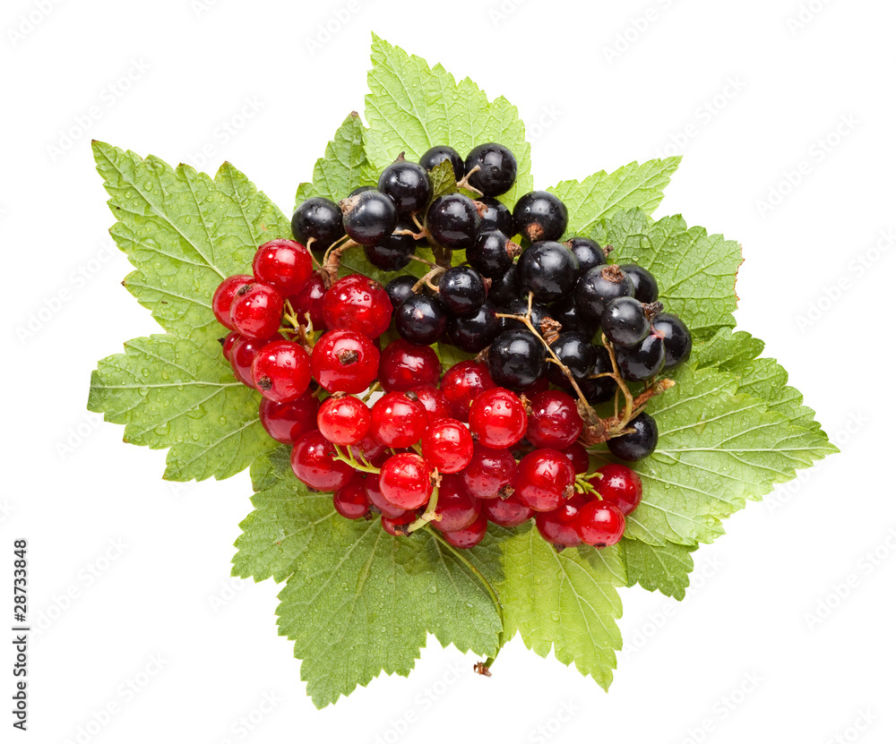 Bunch of red and black currant on leaves Bunch of red and black currant on leaves