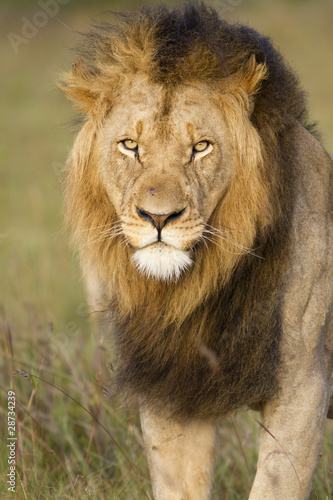 Large African lion