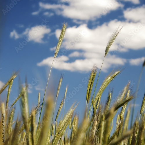 green wheat on blue sky and cloud