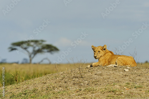 A female of lion