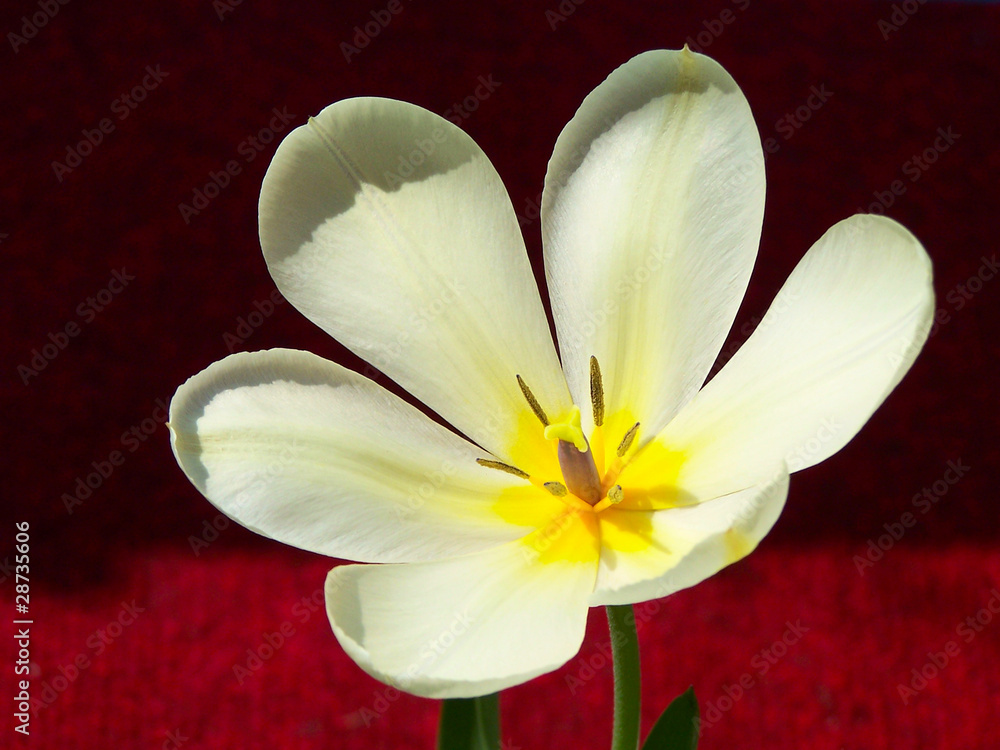 Obraz premium Yellow tulip on red background