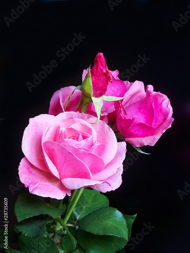 Pink roses on the black background