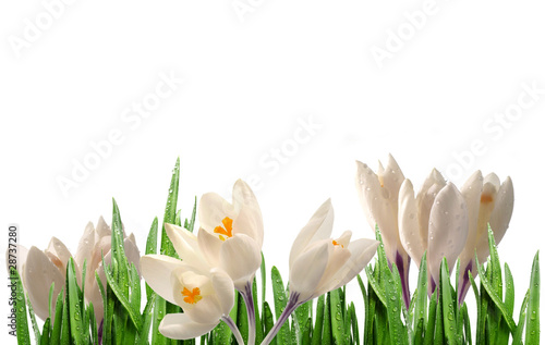 Fototapeta Naklejka Na Ścianę i Meble -  crocuses in grass