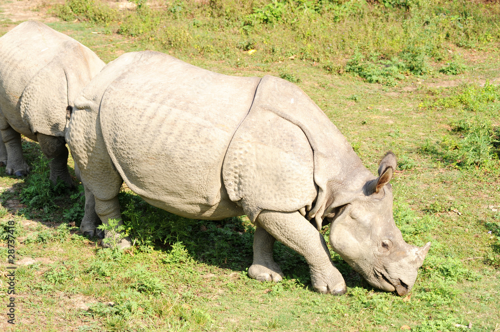 Fototapeta premium Rhino