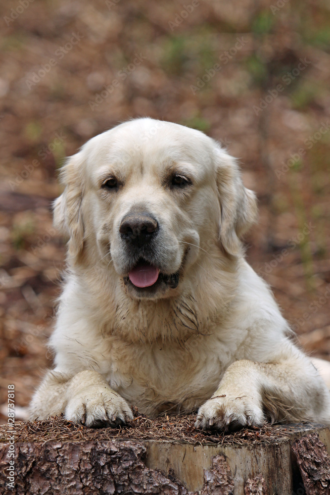 Golden Retriever