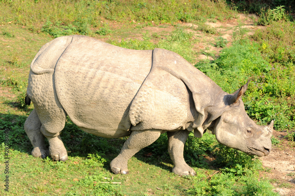 Obraz premium Rhino