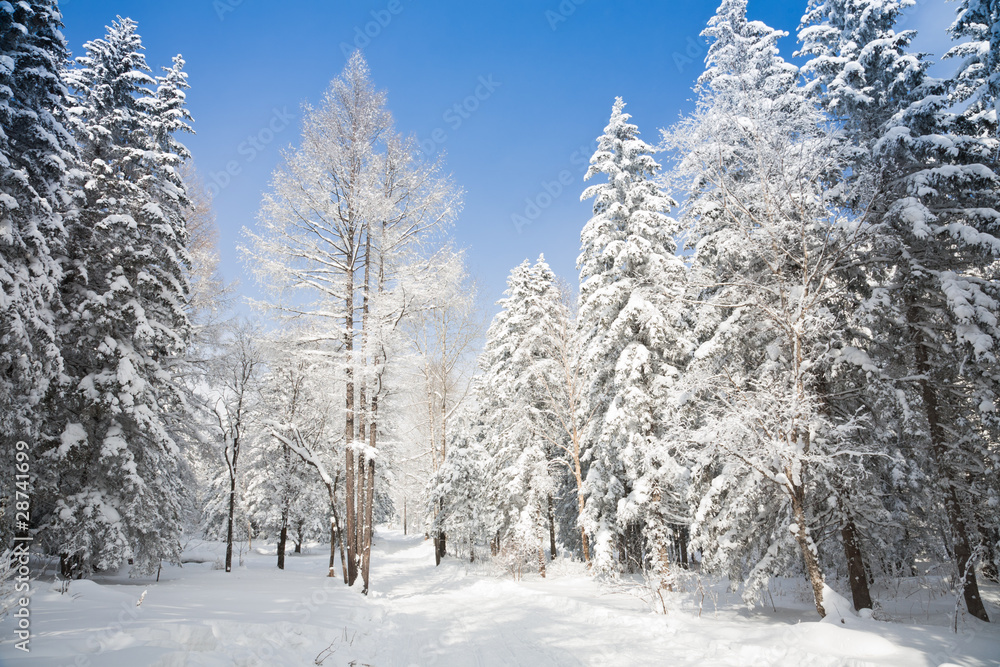 winter forest