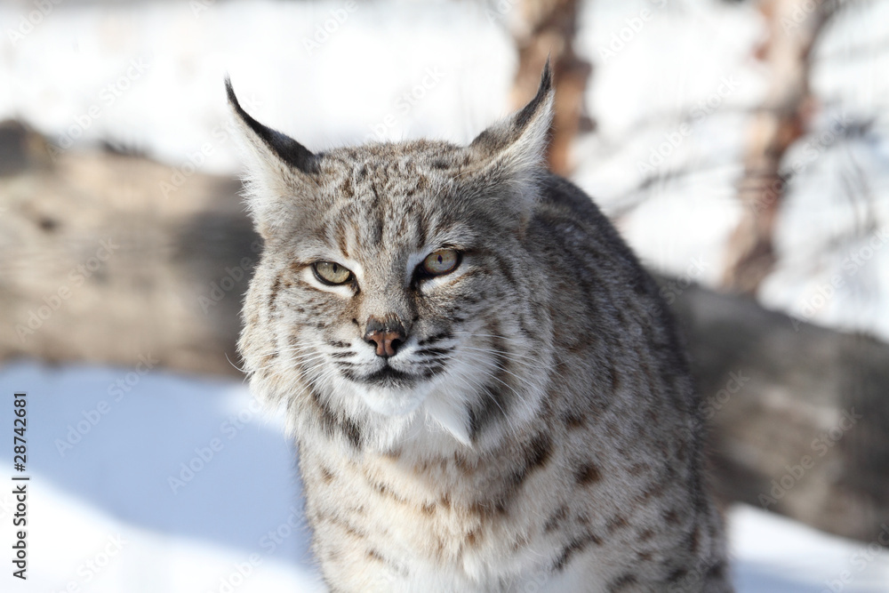 Obraz premium Bobcat (Lynx rufus)