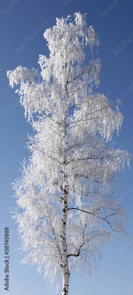 Winter birch tree