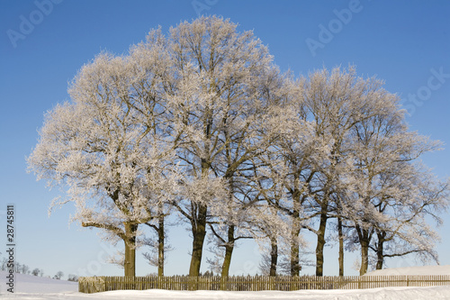 vereiste Bäume im Winter