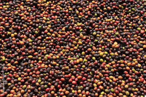 Kaffeekirschen