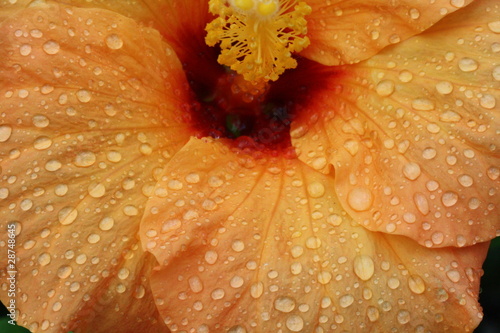 Hibiscus,Gran Canaria photo