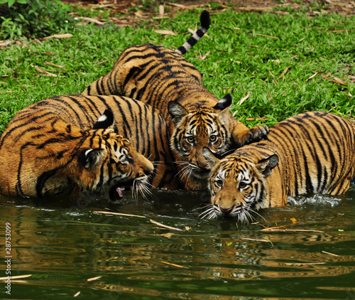 three cute  tiger cubs swimming in river