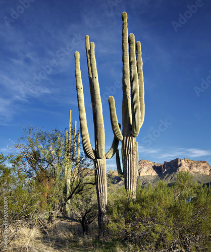 Saguaro Cactus Tree in Sonoran Desert, Phoenix,AZ