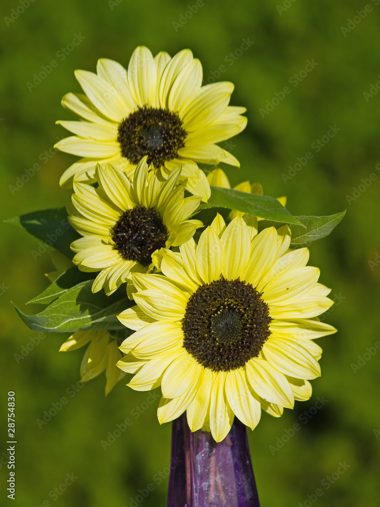 Close Ups of a Bunch of Sunflowers in a Vase Close Ups of a Bunch of Sunflowers in a Vase