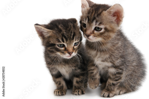 Kittens on white background
