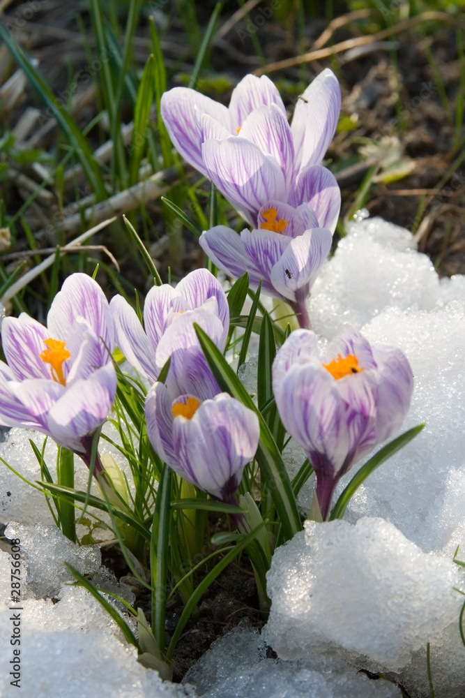 Flowers purple crocus in the snow Flowers purple crocus in the snow