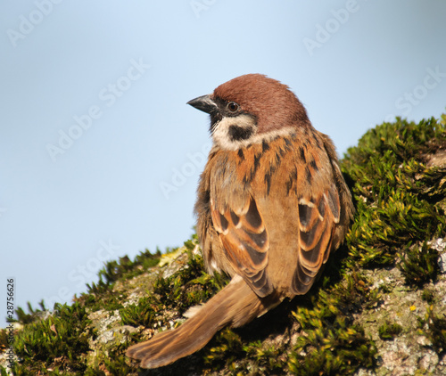 Tree Sparrow Passer montanus sitting on a mossy tree