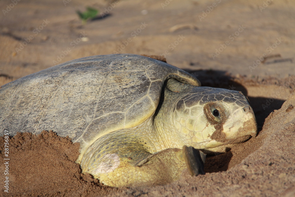 Tortue olivâtre