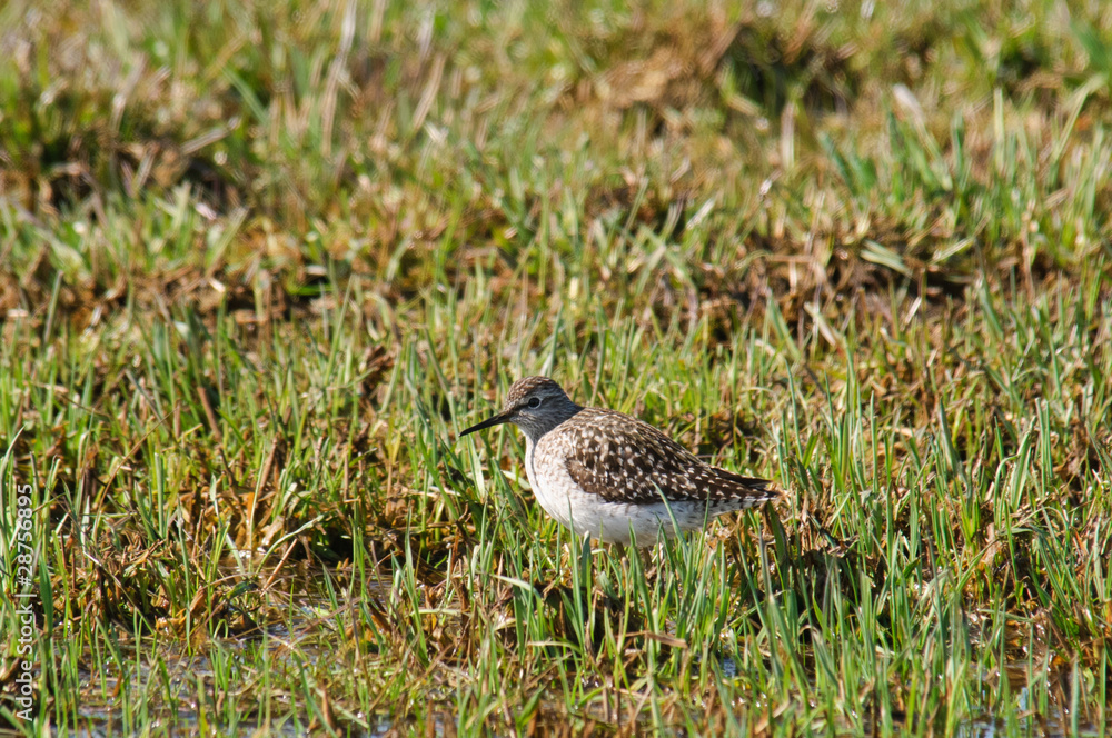 Tringa glareola Wood Sandpiper standing in wet meadow