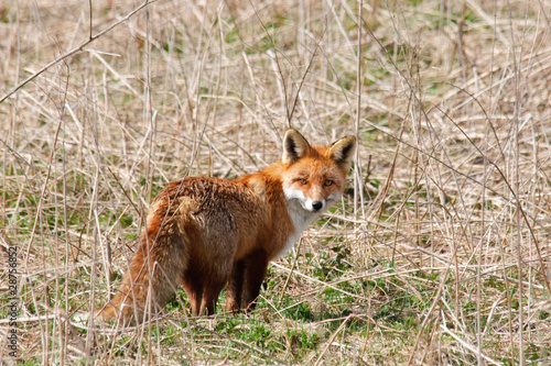 Red Fox Vulpes vulpes is standing in an abandoned meadow © Dubults