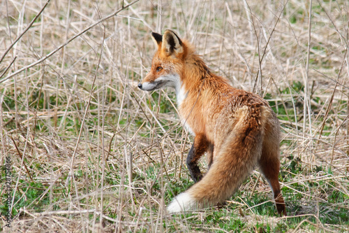 Red Fox Vulpes vulpes is hunting in an abandoned meadow