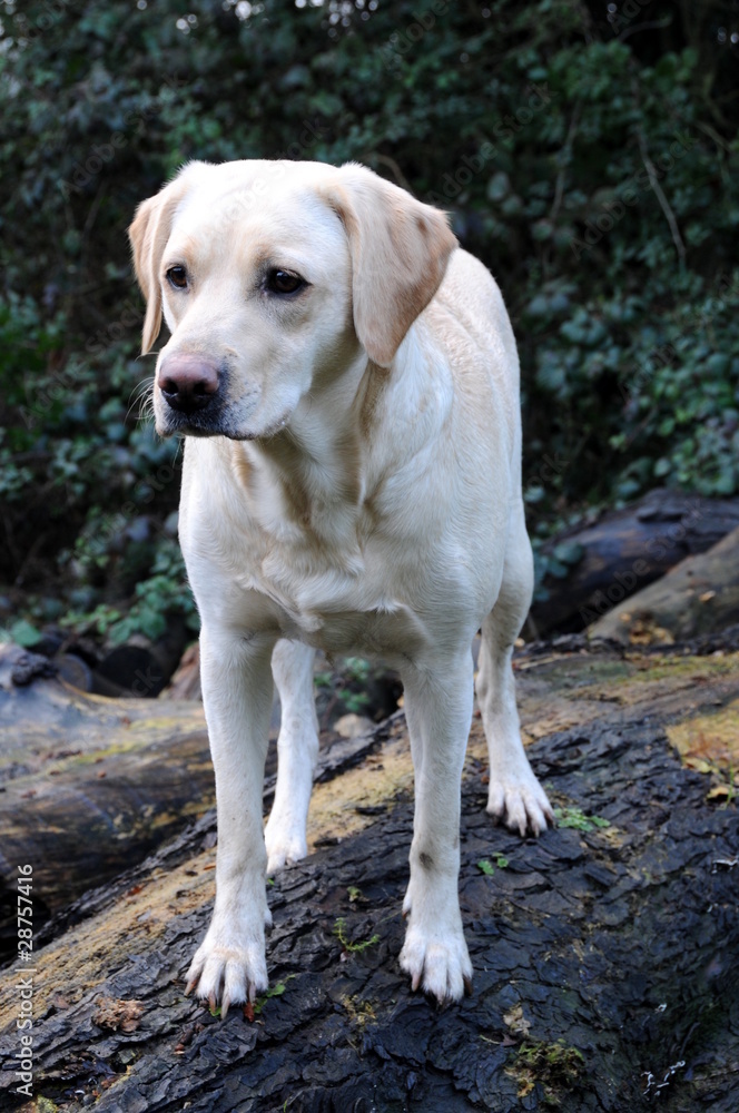 cute puppy outdoors cute puppy outdoors