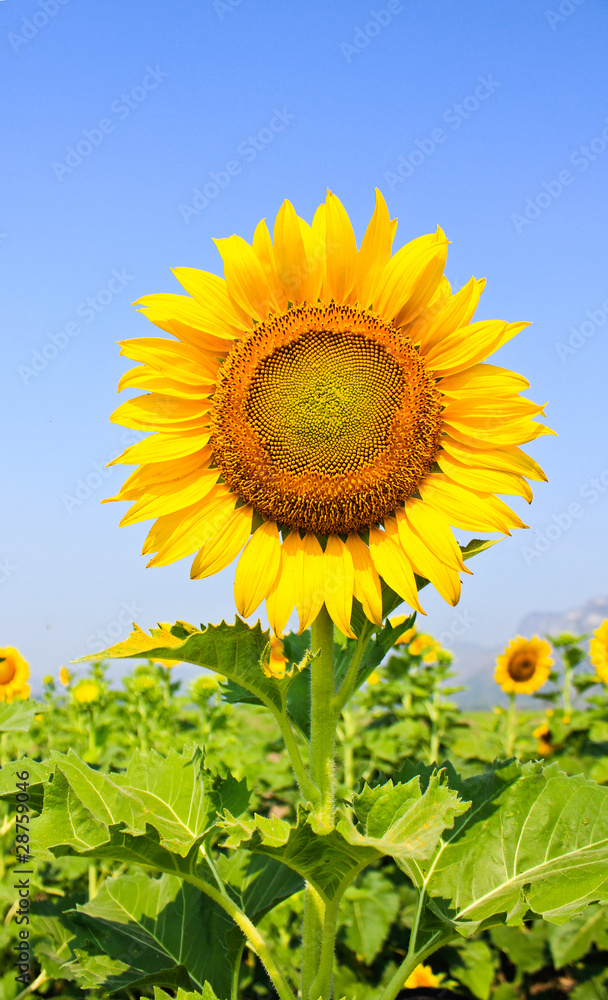 Beautiful sunflower with green leaves. Beautiful sunflower with green leaves.