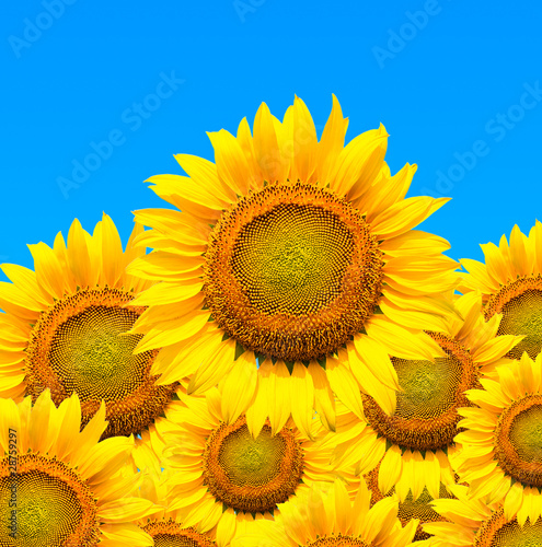 Beautiful sunflowers isolated naturally on blue sky.