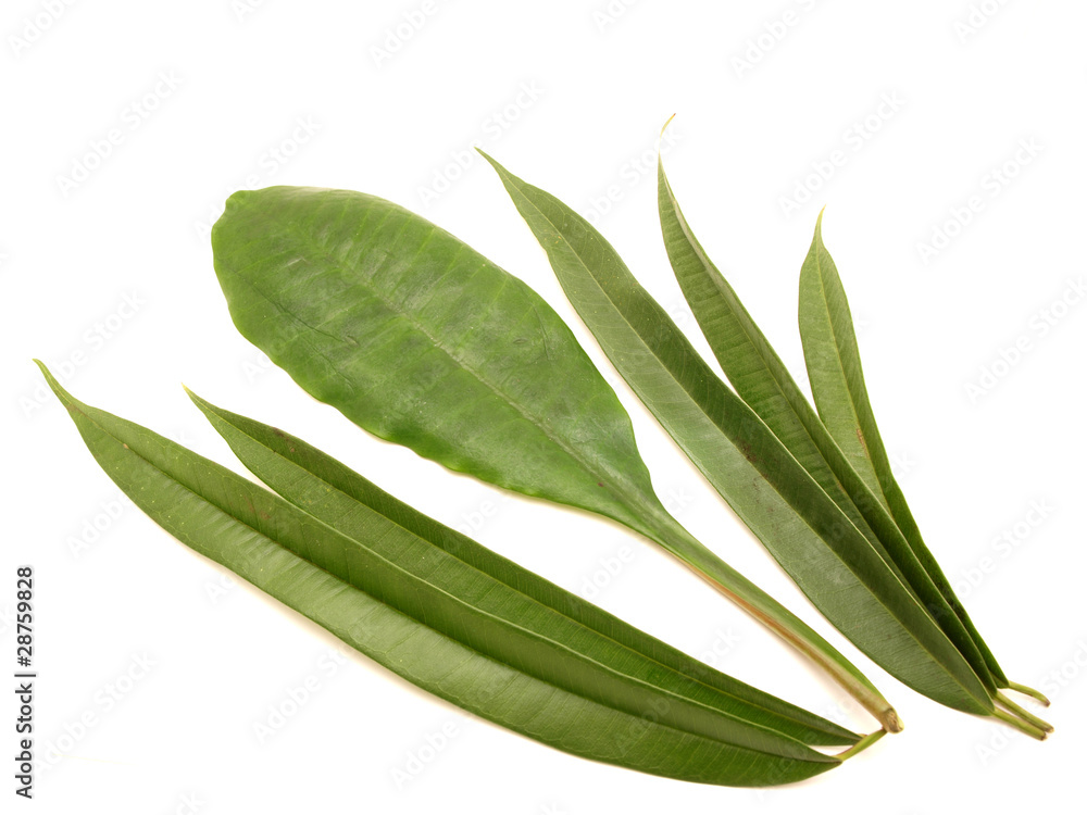 Leaves Leaves